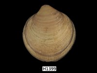 藏品(環文蛤)的圖片